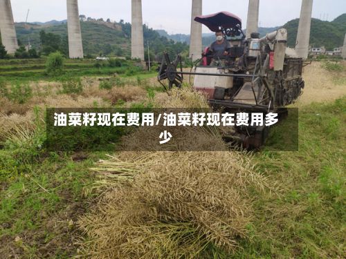 油菜籽现在费用/油菜籽现在费用多少