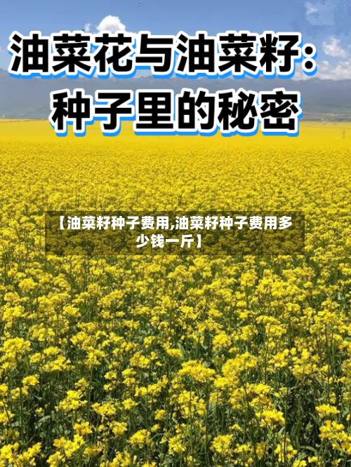 【油菜籽种子费用,油菜籽种子费用多少钱一斤】