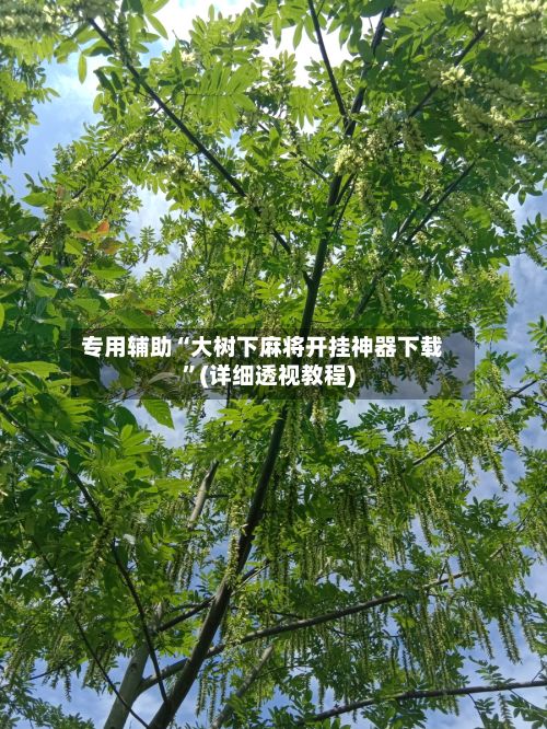 专用辅助“大树下麻将开挂神器下载”(详细透视教程)-第2张图片
