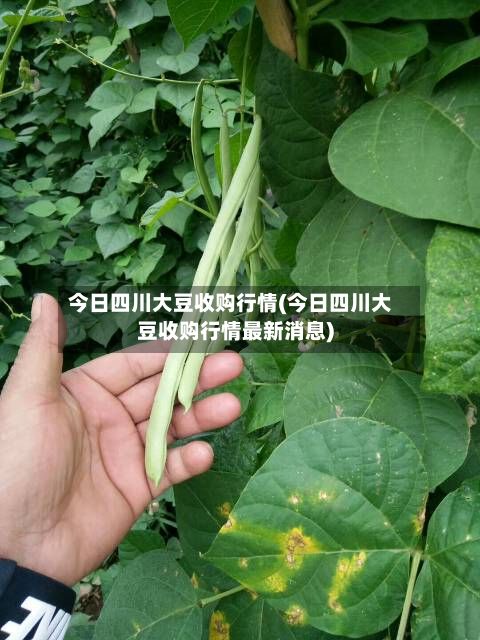 今日四川大豆收购行情(今日四川大豆收购行情最新消息)-第2张图片