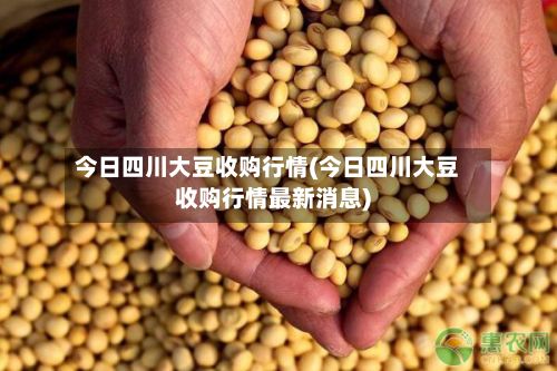 今日四川大豆收购行情(今日四川大豆收购行情最新消息)