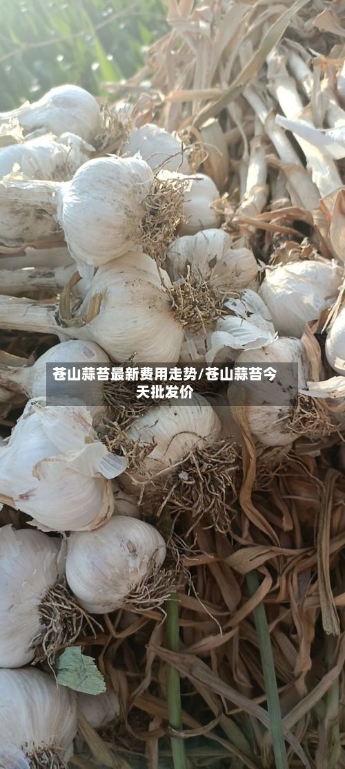 苍山蒜苔最新费用走势/苍山蒜苔今天批发价