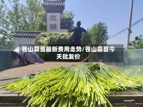 苍山蒜苔最新费用走势/苍山蒜苔今天批发价-第2张图片
