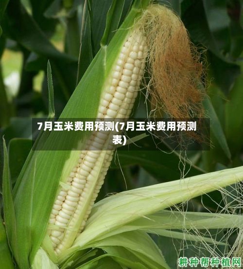 7月玉米费用预测(7月玉米费用预测表)