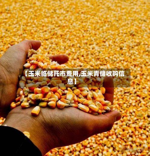 【玉米临储托市费用,玉米青储收购信息】-第3张图片