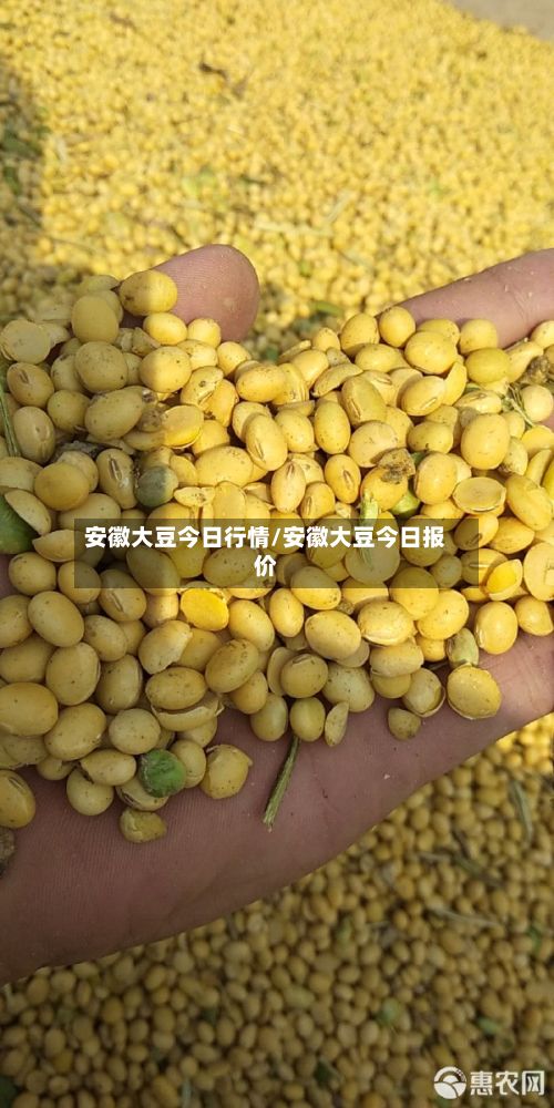 安徽大豆今日行情/安徽大豆今日报价-第2张图片
