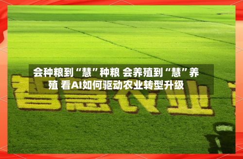 会种粮到“慧”种粮 会养殖到“慧”养殖 看AI如何驱动农业转型升级