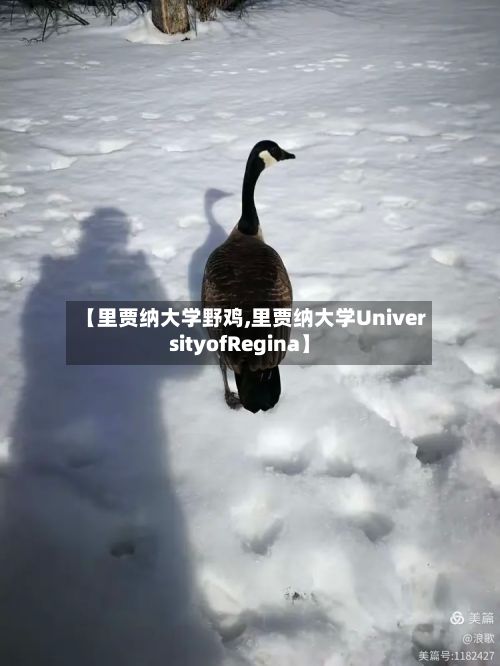 【里贾纳大学野鸡,里贾纳大学UniversityofRegina】
