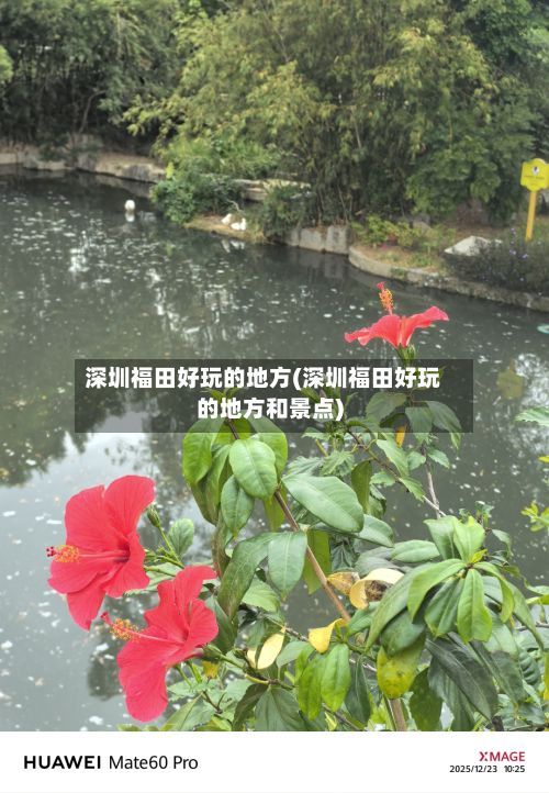 深圳福田好玩的地方(深圳福田好玩的地方和景点)