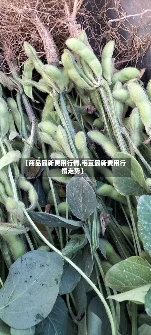 【商品最新费用行情,毛豆最新费用行情走势】-第2张图片