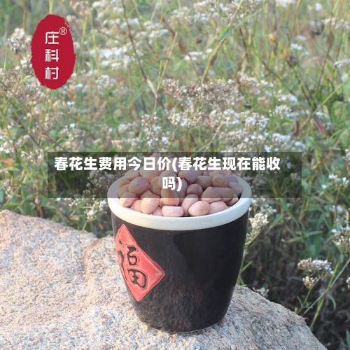 春花生费用今日价(春花生现在能收吗)-第2张图片