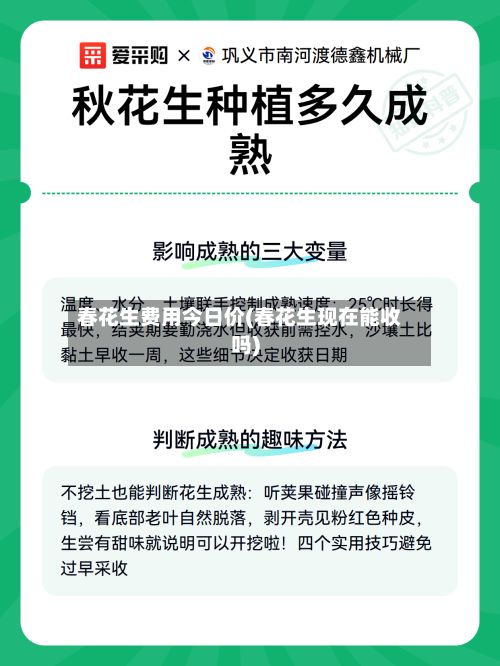 春花生费用今日价(春花生现在能收吗)-第3张图片