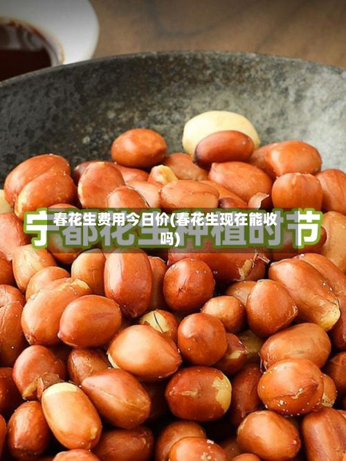 春花生费用今日价(春花生现在能收吗)