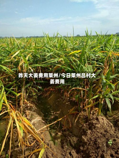 昨天大姜费用莱州/今日莱州吕村大姜费用-第3张图片