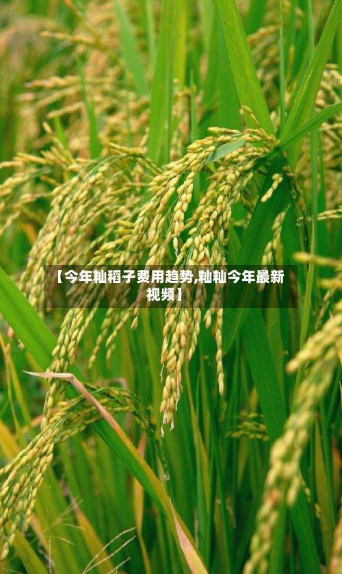 【今年籼稻子费用趋势,籼籼今年最新视频】-第2张图片