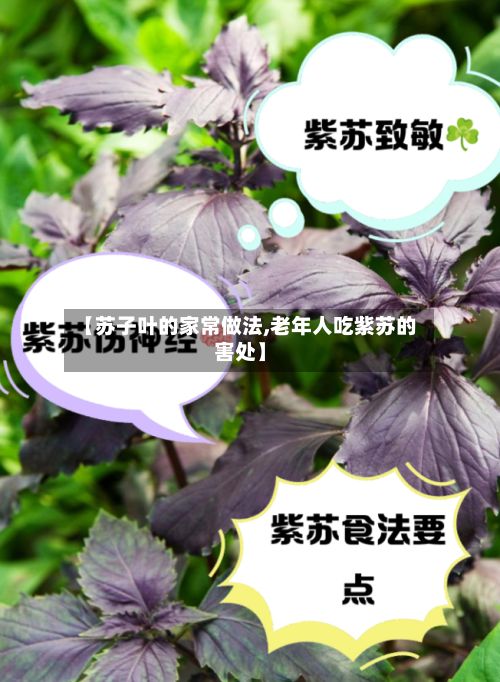 【苏子叶的家常做法,老年人吃紫苏的害处】
