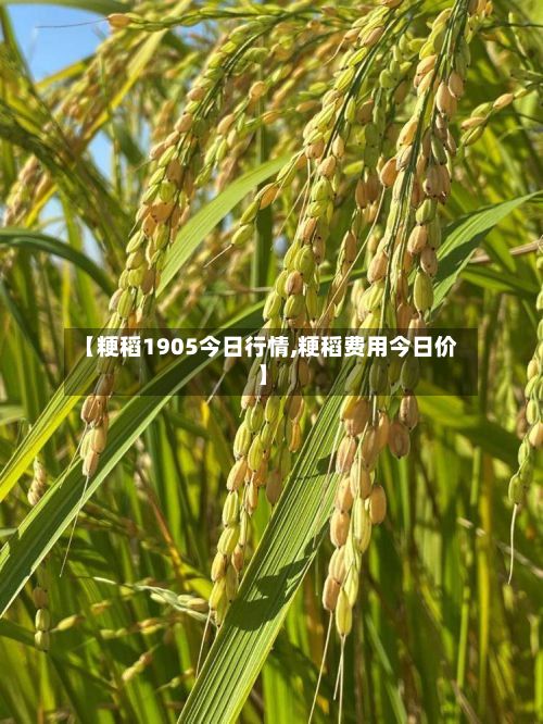 【粳稻1905今日行情,粳稻费用今日价】-第2张图片
