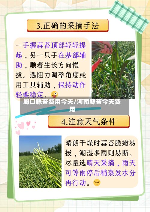 周口蒜苔费用今天/河南蒜苔今天费用