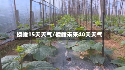横峰15天天气/横峰未来40天天气
