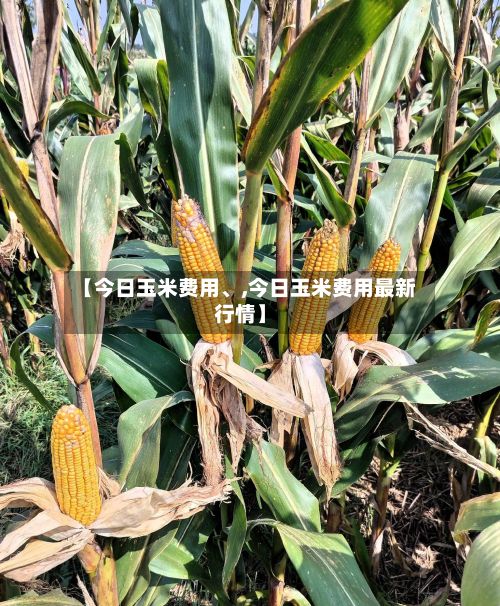 【今日玉米费用、,今日玉米费用最新行情】-第2张图片