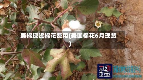 美棉现货棉花费用(美国棉花6月现货)