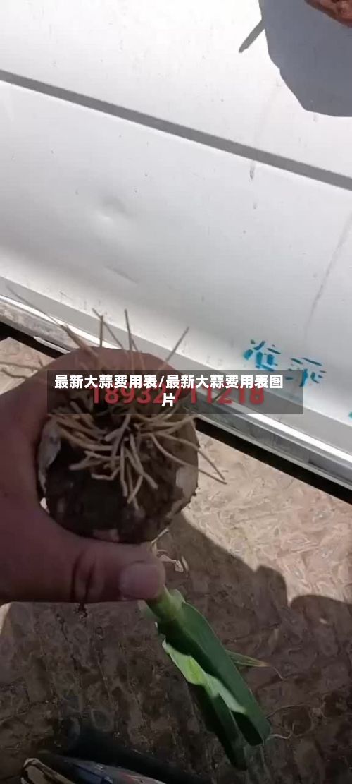最新大蒜费用表/最新大蒜费用表图片