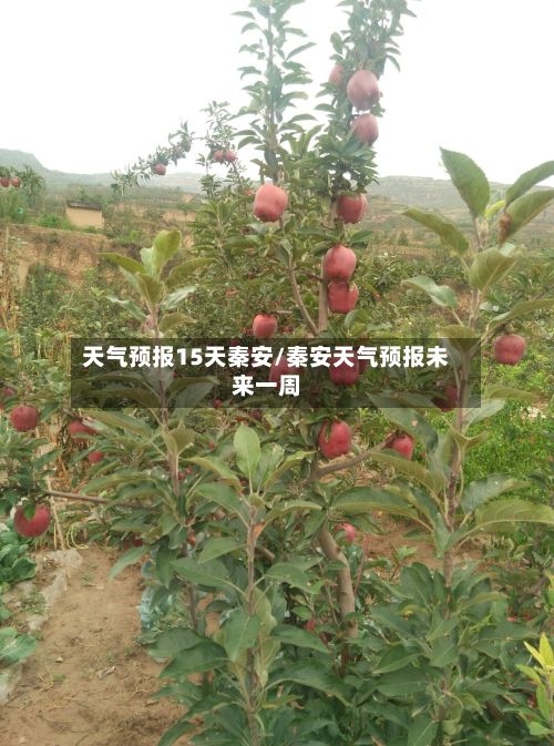 天气预报15天秦安/秦安天气预报未来一周