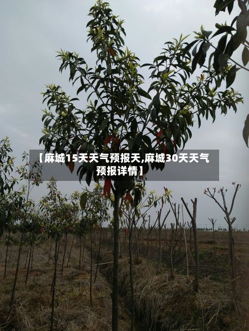 【麻城15天天气预报天,麻城30天天气预报详情】