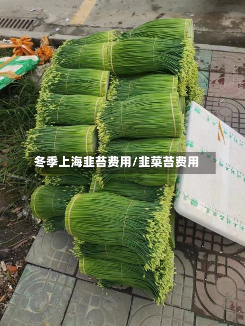 冬季上海韭苔费用/韭菜苔费用-第2张图片