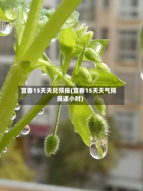 宜春15天天兑预报(宜春15天天气预报逐小时)