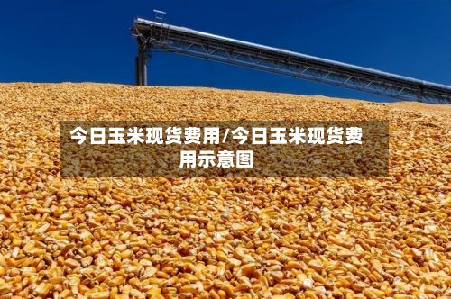今日玉米现货费用/今日玉米现货费用示意图-第3张图片