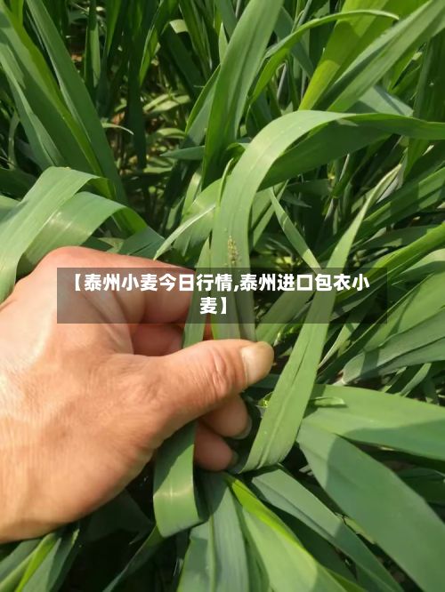 【泰州小麦今日行情,泰州进口包衣小麦】-第3张图片