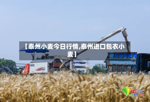 【泰州小麦今日行情,泰州进口包衣小麦】