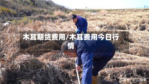 木耳期货费用/木耳费用今日行情-第2张图片