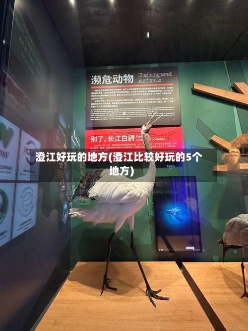 澄江好玩的地方(澄江比较好玩的5个地方)-第2张图片