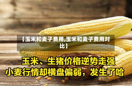 【玉米和麦子费用,玉米和麦子费用对比】-第2张图片
