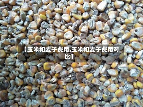 【玉米和麦子费用,玉米和麦子费用对比】-第3张图片