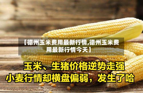 【德州玉米费用最新行情,德州玉米费用最新行情今天】