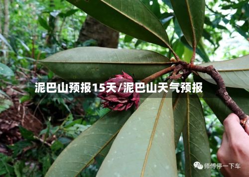 泥巴山预报15天/泥巴山天气预报-第2张图片
