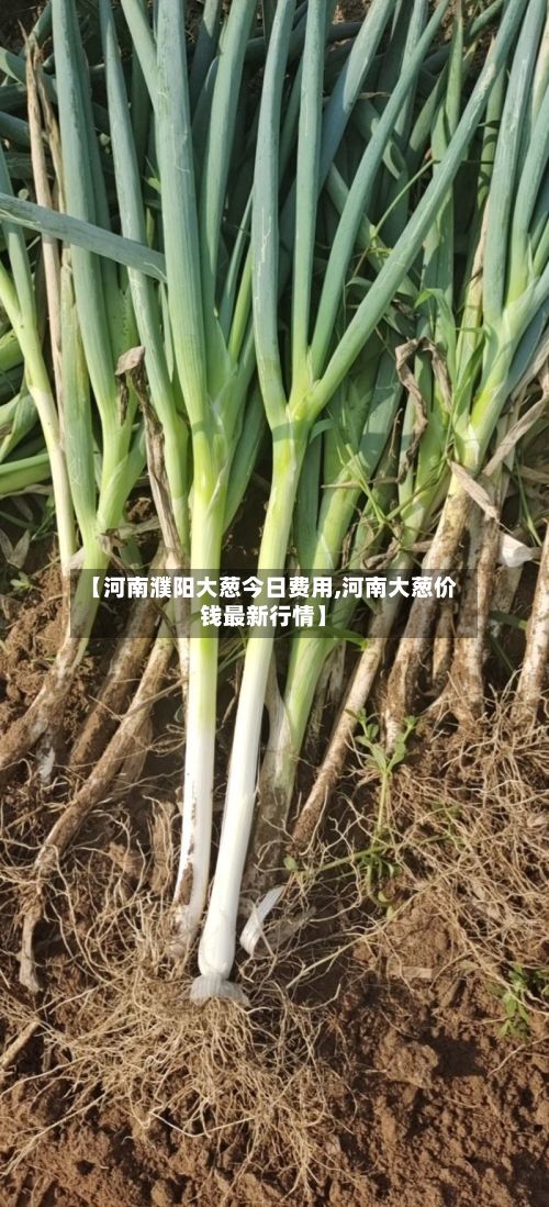 【河南濮阳大葱今日费用,河南大葱价钱最新行情】