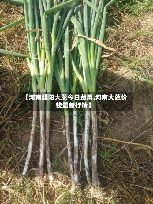 【河南濮阳大葱今日费用,河南大葱价钱最新行情】-第2张图片