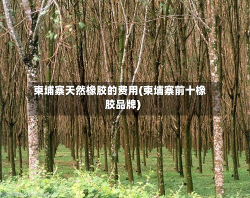 柬埔寨天然橡胶的费用(柬埔寨前十橡胶品牌)-第3张图片