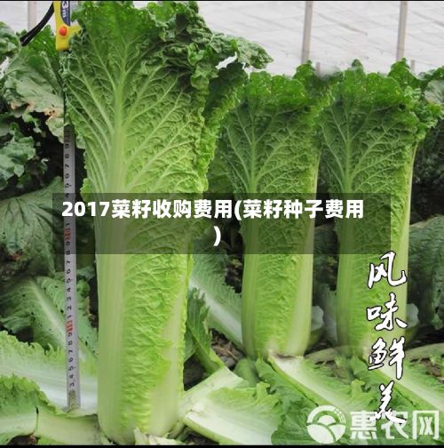2017菜籽收购费用(菜籽种子费用)-第2张图片