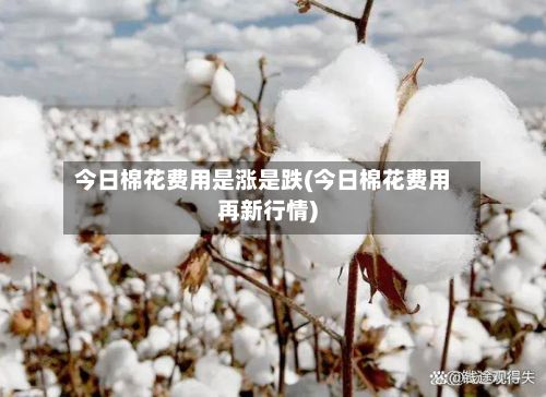 今日棉花费用是涨是跌(今日棉花费用再新行情)-第2张图片