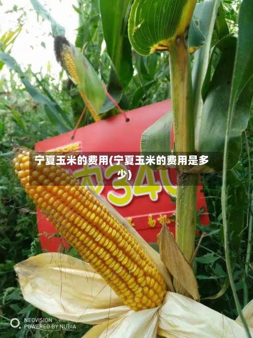 宁夏玉米的费用(宁夏玉米的费用是多少)