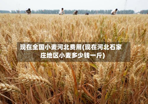 现在全国小麦河北费用(现在河北石家庄地区小麦多少钱一斤)-第3张图片