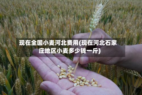 现在全国小麦河北费用(现在河北石家庄地区小麦多少钱一斤)