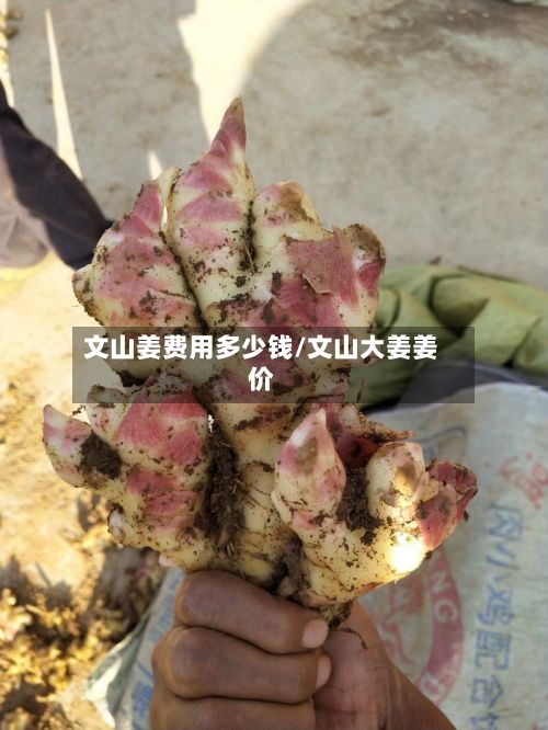文山姜费用多少钱/文山大姜姜价