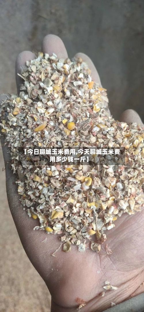【今日聊城玉米费用,今天聊城玉米费用多少钱一斤】