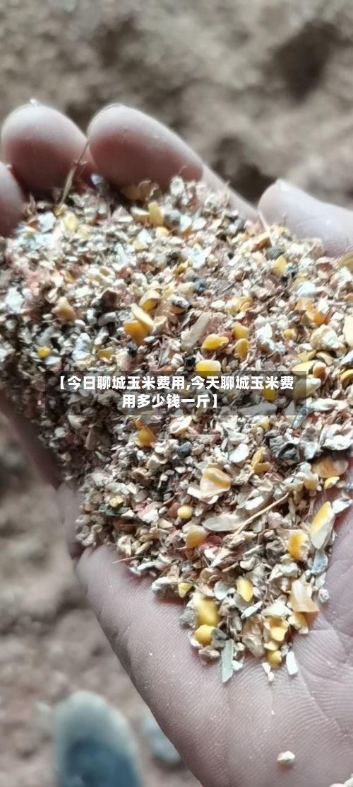 【今日聊城玉米费用,今天聊城玉米费用多少钱一斤】-第3张图片